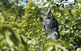 Image result for Moving Owl to Scare Birds