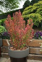 Image result for Barberry Orange Rocket 5 Gal