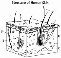 Image result for Skin Diagram Black and White