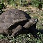 Image result for Galapagos Archipelago