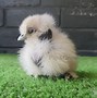 Image result for Cute Silkie Chickens