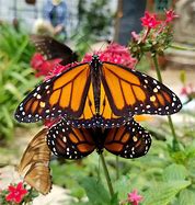 Image result for Butterfly Carrying Another Butterfly