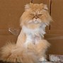 Image result for Parsha Cat