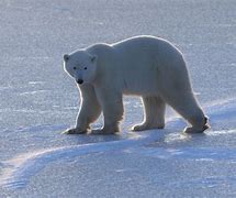 Image result for Polar Bear Global Warming