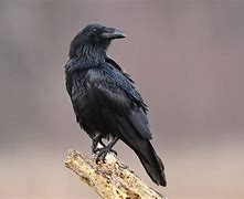 Image result for Photo of a Raven