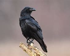 Image result for Yukon Raven