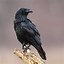 Image result for Photo of a Raven