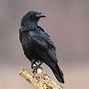 Image result for Most Graceful Raven in the World