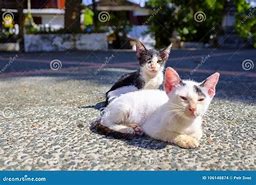 Image result for Laying Wild Cat