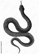 Image result for Snake Black and White Photography