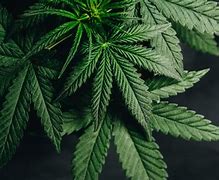 Image result for Beautiful Mary Jane