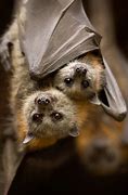 Image result for Great Flying Fox