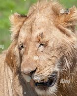 Image result for Alpha Male Lion