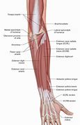 Image result for Big Forearm Muscles