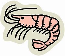 Image result for Shrimp Clip Art