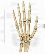 Image result for Manus Region Anatomy