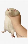 Image result for Fat Rat in Kitchen