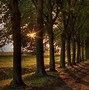 Image result for Staright Forest Path