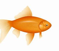 Image result for Rose Fish