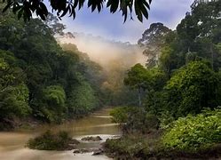 Image result for Borneo Wallpaper 4K