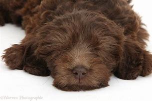 Image result for Chocolate Labradoodle