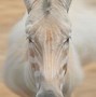 Image result for Albino Sea Animals