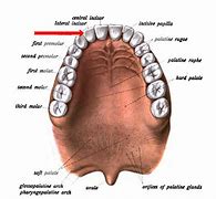 Image result for Lateral Tooth