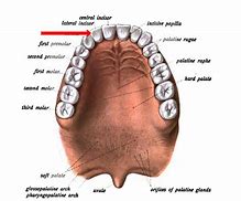 Image result for What Is a Lateral Tooth