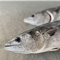 Image result for Katonkel Fish