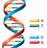 Image result for Double Helix Labels