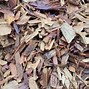 Image result for Rp Wood Mulch