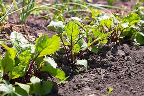 Image result for Beets in Garden