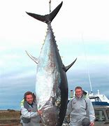 Image result for Giant Bluefin