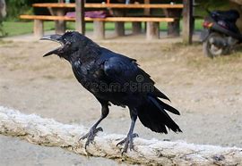 Image result for Most Graceful Raven in the World