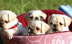 Image result for White Baby Pug