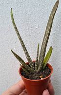 Image result for Mini Aloe Vera Plant