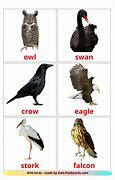 Image result for Birds for Kids