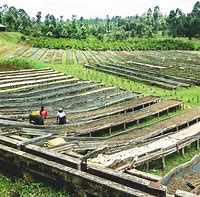 Image result for Kenya Coffee Farm