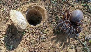 Image result for Ravine Trapdoor Spider