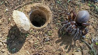 Image result for Folding Trapdoor Spider