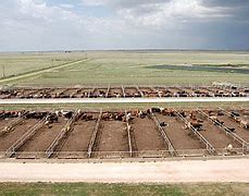 Image result for Feedlot