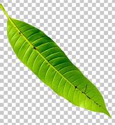 Image result for Mahangu Plant Leaf Clip Art