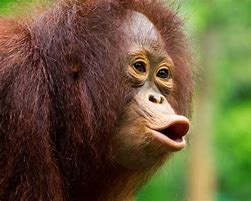 Image result for Orangutan Picture Funny Monkey