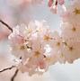 Image result for Desktop Wallpaper Natural Flowers