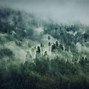 Image result for Cloudy Forest Wallpaper