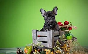 Image result for Thanksgiving Pug Puppy Wallpaper