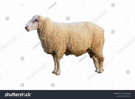 Image result for Swine Side View Pic