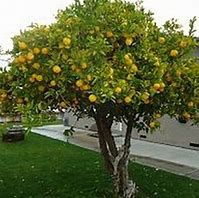 Image result for Bush Lemon Tree