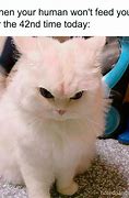 Image result for Pat Cat Image Meme