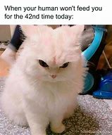 Image result for Cat-Like Meme